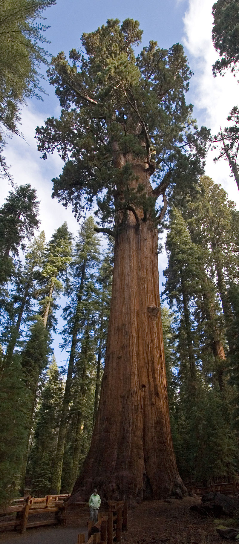 General Sherman Tree in Sequoia National Park, among the biggest in the world, still safe amid growing wildfire