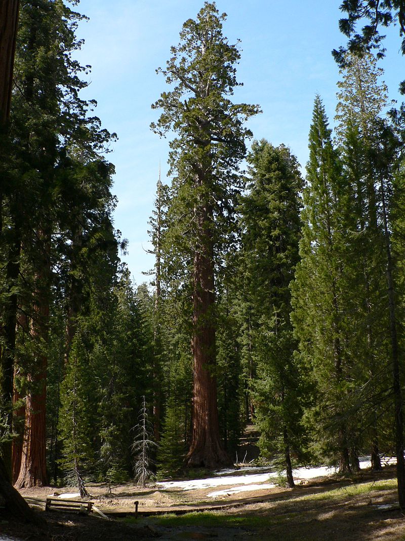 California wildfires threaten famed sequoia trees